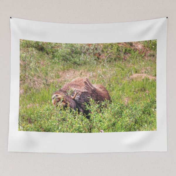 Item preview, Grazing muskox designed and sold by zumi.