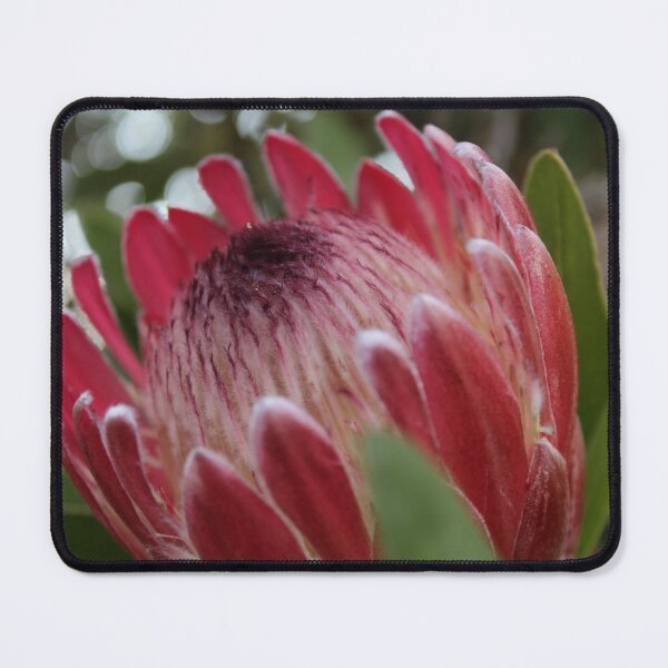 Item preview, Protea designed and sold by FranklandRiver.
