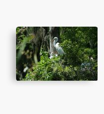 GREAT EGRET w/ Chics Canvas Print