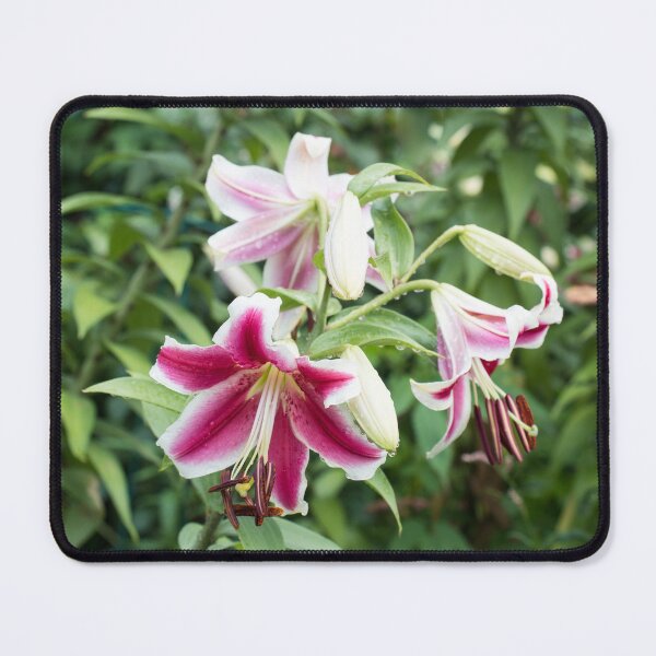Item preview, Wet Stargazer Lilies Garden designed and sold by Georgia Mizuleva.