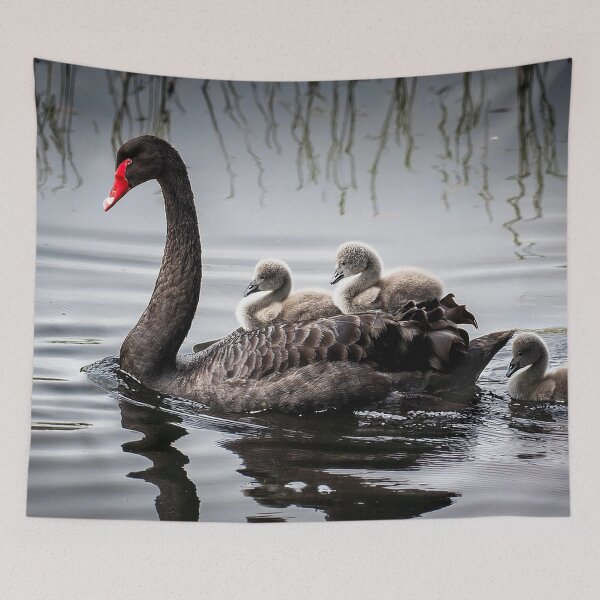 Item preview, Black swan with babies designed and sold by Photopat.