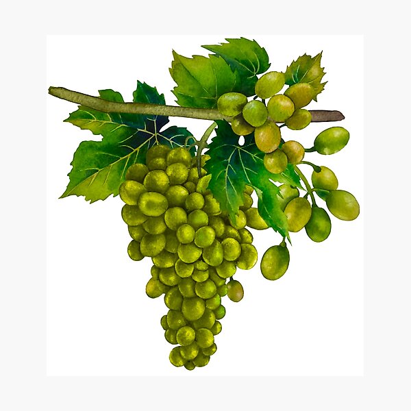 Item preview, Green Grapes designed and sold by Angry Swan Designs.