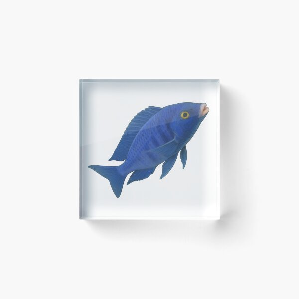 Artikelvorschau, Mdoka-Weißlippen (Placidochromis phenochilus) entworfen und verkauft von My-Thing.