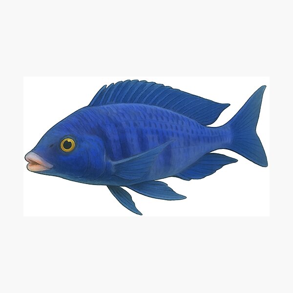 Item preview, Mdoka White Lips (Placidochromis phenochilus) designed and sold by My-Thing.