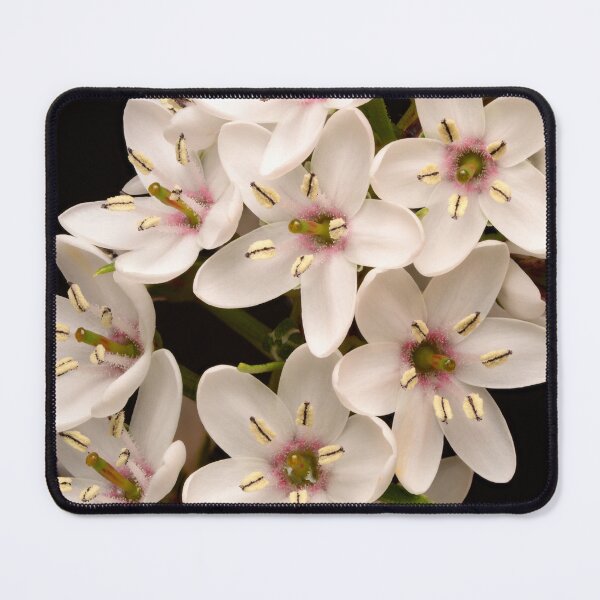 Item preview, Gooseneck Loosestrife – Starry Blooms in Close Detail designed and sold by Goiko7Margarita.