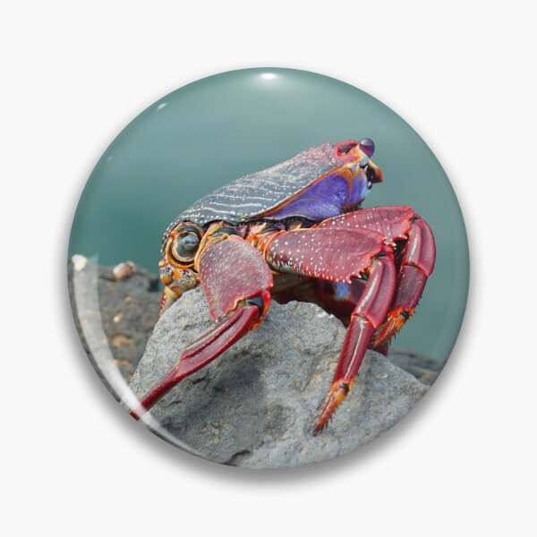 Item preview, Red rock crab (Grapsus adscensionis) grazing on rocks  Lanzarote  designed and sold by Umdash919.