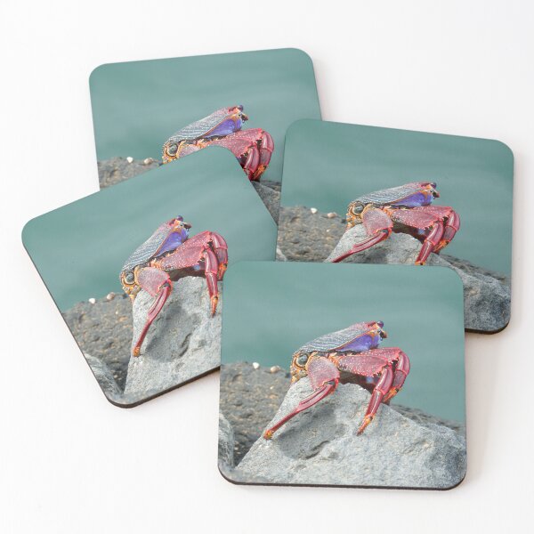 Item preview, Red rock crab (Grapsus adscensionis) grazing on rocks  Lanzarote  designed and sold by Umdash919.