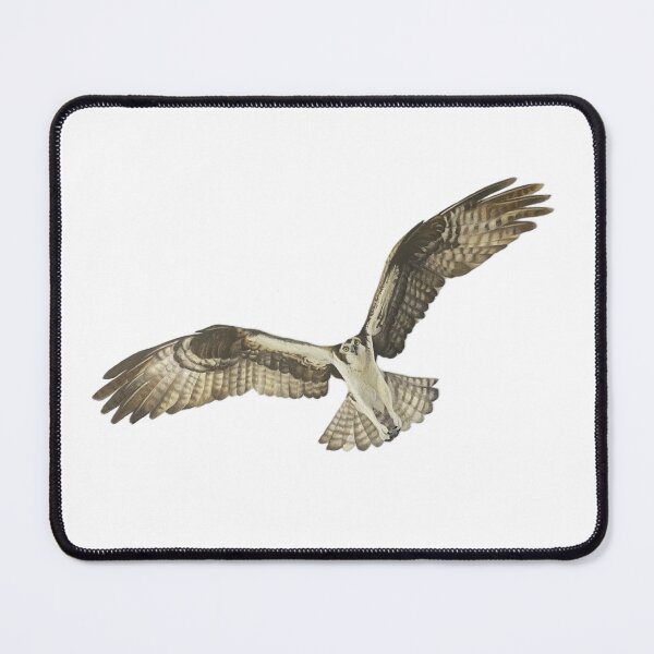 Item preview, Buzzard In Flight - Bird of Prey designed and sold by rossartstudio.