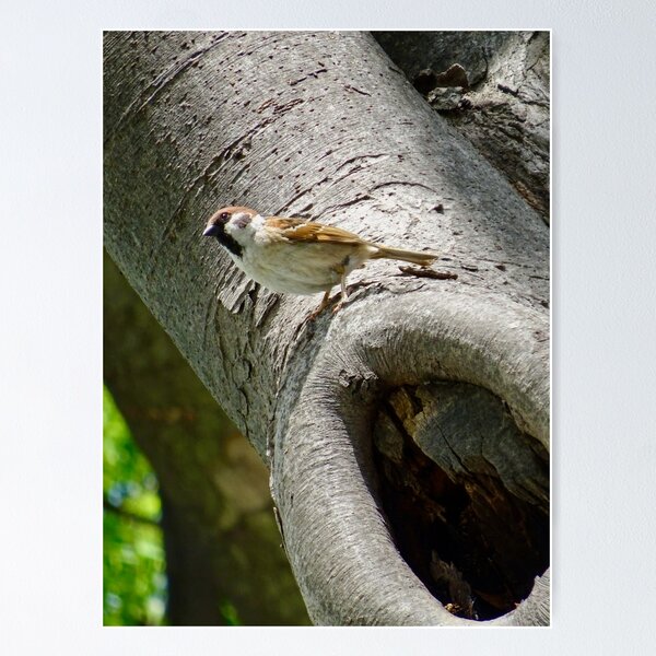 Item preview, Male sparrow on a tree trunk designed and sold by Whimsyiskey.