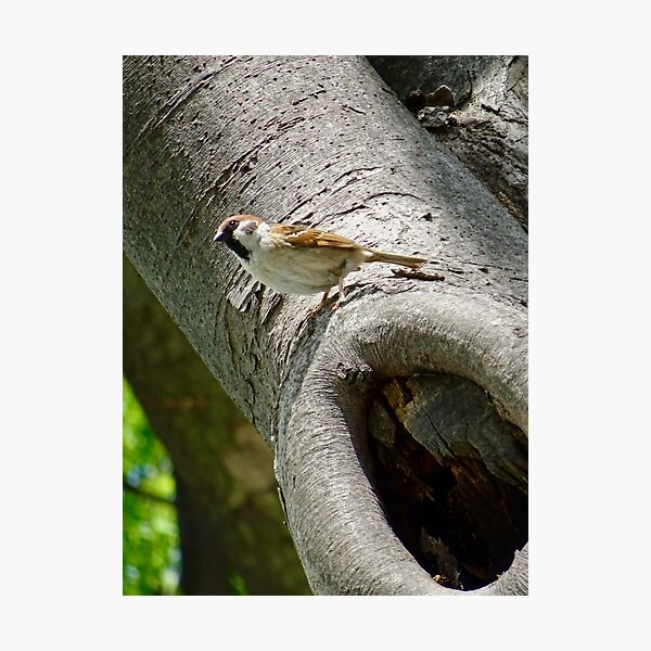 Item preview, Male sparrow on a tree trunk designed and sold by Whimsyiskey.