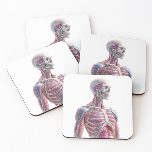 Item preview, Anatomical Illustration of Human Skeletal and Muscular Systems designed and sold by Creative88Art.