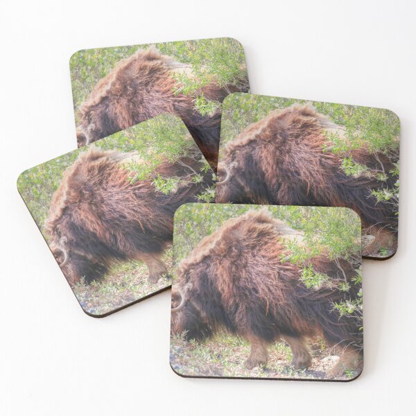 Item preview, Grazing muskox II designed and sold by zumi.