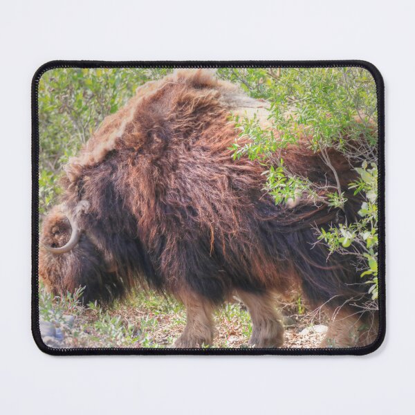 Item preview, Grazing muskox II designed and sold by zumi.