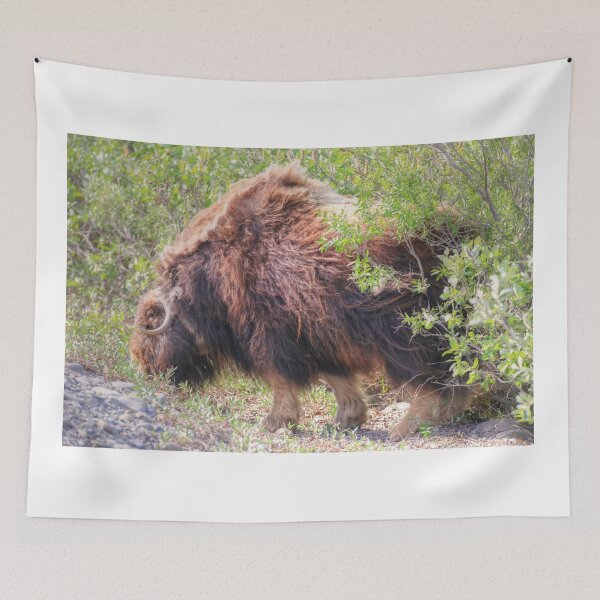 Item preview, Grazing muskox II designed and sold by zumi.