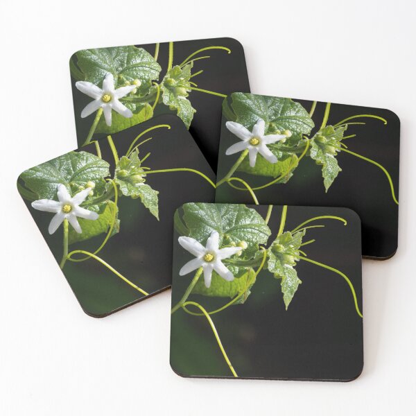 Item preview, Wild Cucumber blossom with a dark background designed and sold by lisavonbiela.