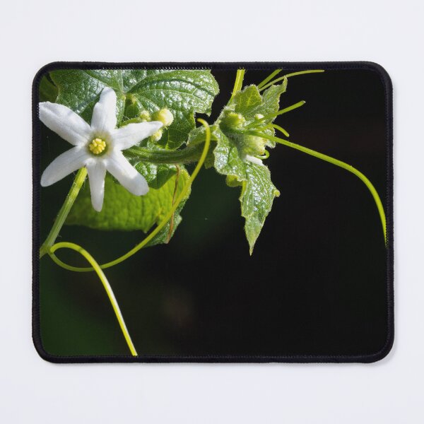 Item preview, Wild Cucumber blossom with a dark background designed and sold by lisavonbiela.