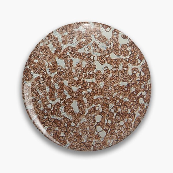 Item preview, AE1/3 IHC antibody designed and sold by CellPathWorld.