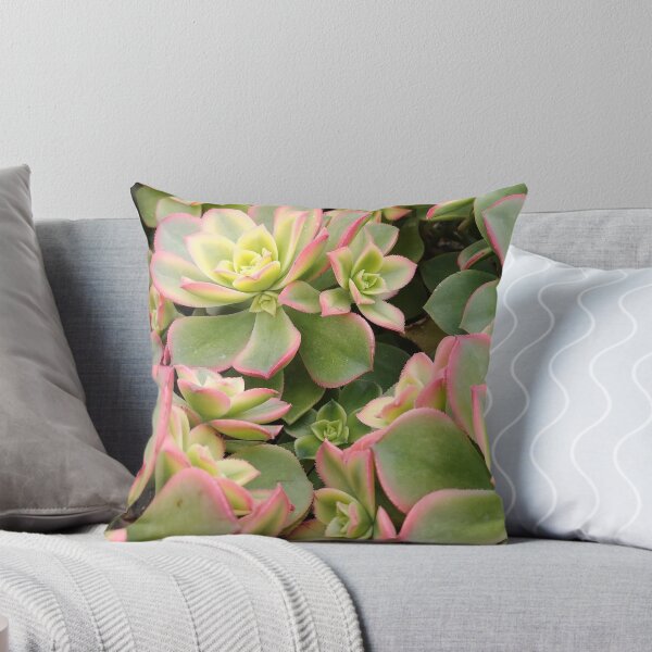 Item preview, Aeonium Kiwi Plants designed and sold by SpilProofLiquid.