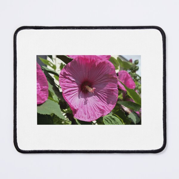 Item preview, Bloomed Flower designed and sold by emgcphoto.
