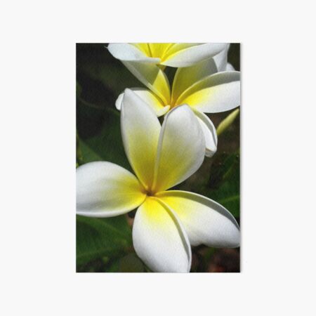 White Frangipani (Plumeria) III Art Board Print