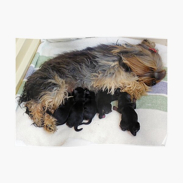 Tara's Pups Poster