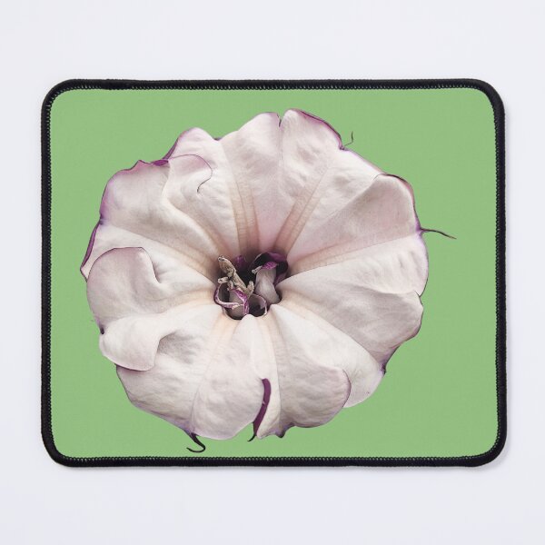 Item preview, Datura Metel Botanical Illustration designed and sold by bvdesignart.