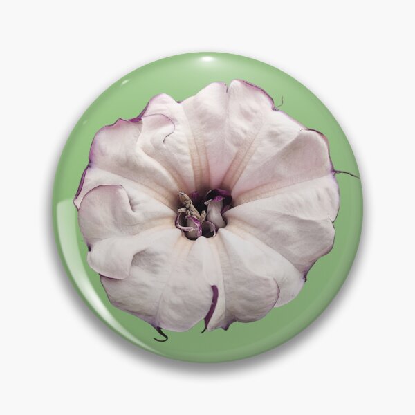 Item preview, Datura Metel Botanical Illustration designed and sold by bvdesignart.