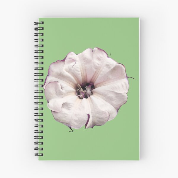 Item preview, Datura Metel Botanical Illustration designed and sold by bvdesignart.