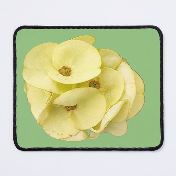 Item preview, Euphorbia Milii Botanical Art Print designed and sold by bvdesignart.