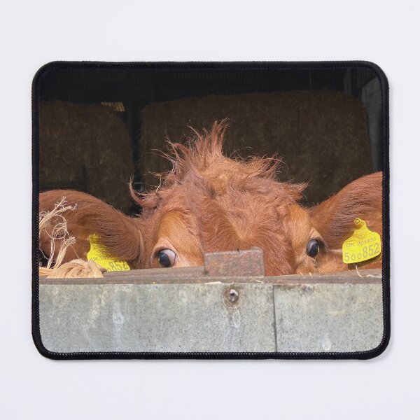 Item preview, Curious Cow designed and sold by Kate Anderson Art.