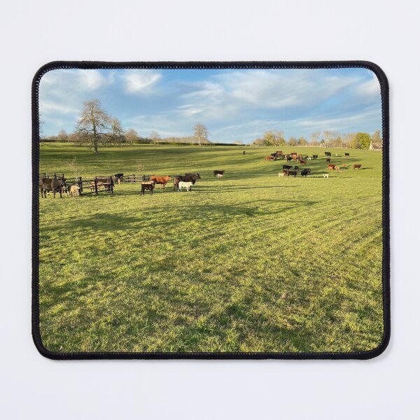 Item preview, Cows at Deene Park, Northamptonshire, UK designed and sold by Kate Anderson Art.