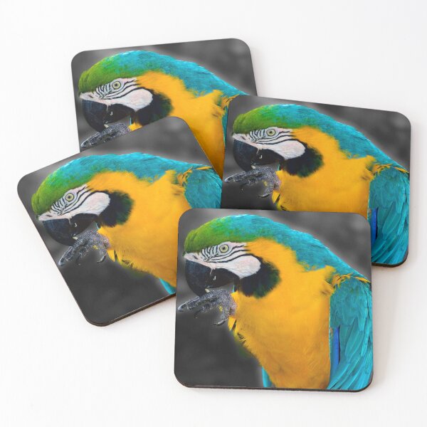 Item preview, Pirate's Familiar designed and sold by MercerImages.