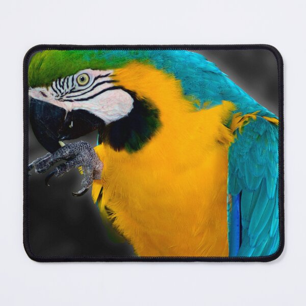 Item preview, Pirate's Familiar designed and sold by MercerImages.