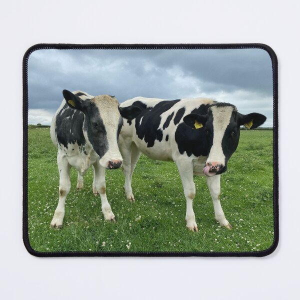 Item preview, Curious Cows, Glapthorn, Northamptonshire designed and sold by Kate Anderson Art.