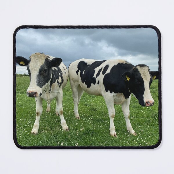 Item preview, Curious Cows, Glapthorn, Northamptonshire designed and sold by Kate Anderson Art.
