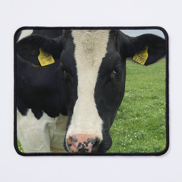 Item preview, Curious Cows, Glapthorn, Northamptonshire designed and sold by Kate Anderson Art.