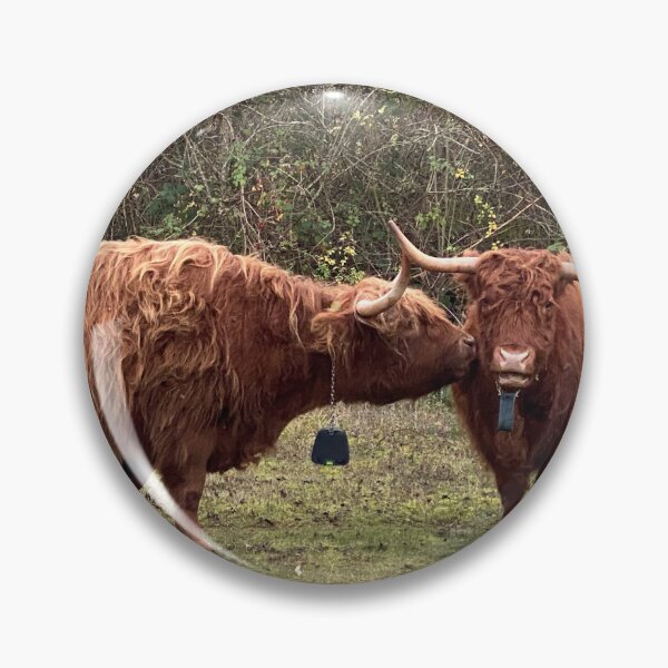 Artikelvorschau, Neugierige Longhorn-Rinder, Old Sulehay Forest, Northamptonshire, Großbritannien entworfen und verkauft von Kate Anderson Art.