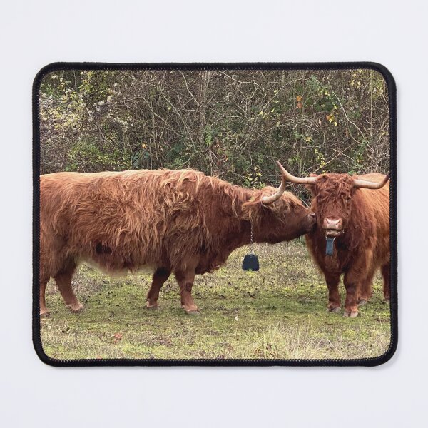 Item preview, Curious Longhorn Cattle, Old Sulehay Forest, Northamptonshire, UK designed and sold by Kate Anderson Art.
