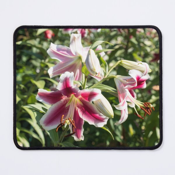Item preview, Sunshiny Stargazer Lilies Garden Superbloom designed and sold by Georgia Mizuleva.