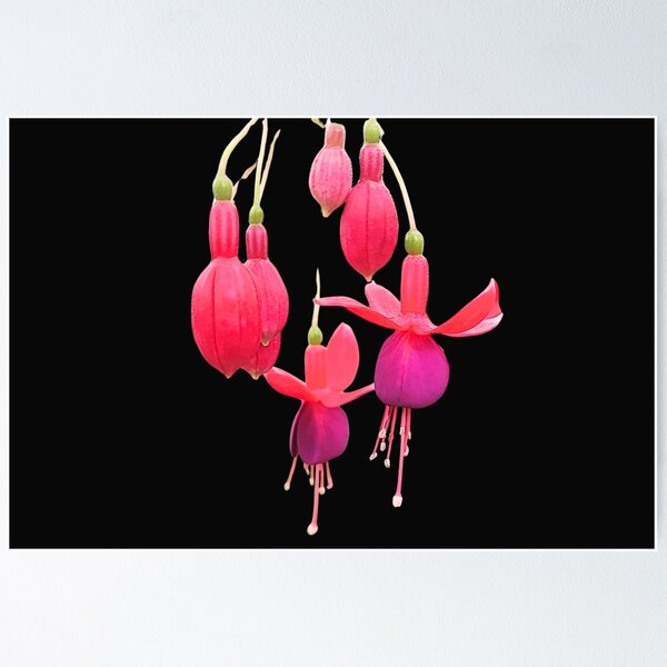 Item preview, Hybrid Fuchsia Bloom Floral Art Print designed and sold by bvdesignart.