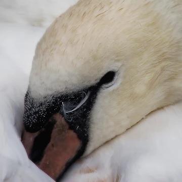 Artwork thumbnail, Signet Resting by Chris Clark
