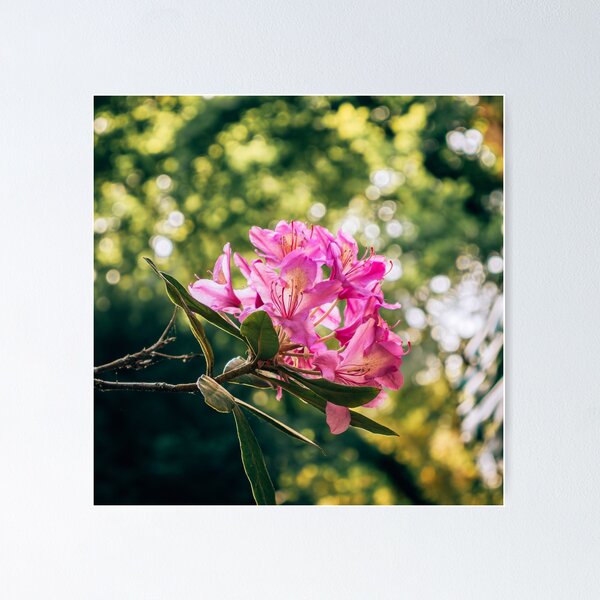 Item preview, Subtle designed and sold by CarlaSophia Photography.