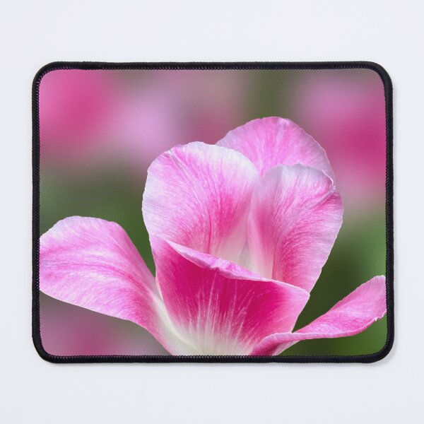 Item preview, Elegant Pink Tulip Bloom. designed and sold by PorRayong.