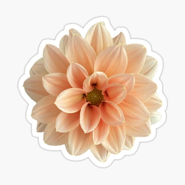 Item preview, Orange Dahlia designed and sold by Comsworth.