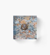 Ein Schritt der Schnecke Acrylblock