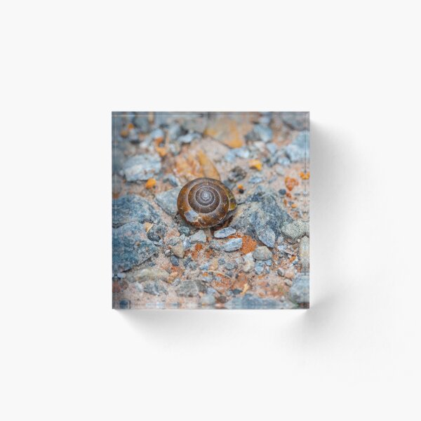 A Snail's Pace Acrylic Block
