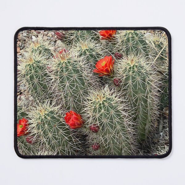 Item preview, Cactus With Red Flowers designed and sold by pinkyjainpan.