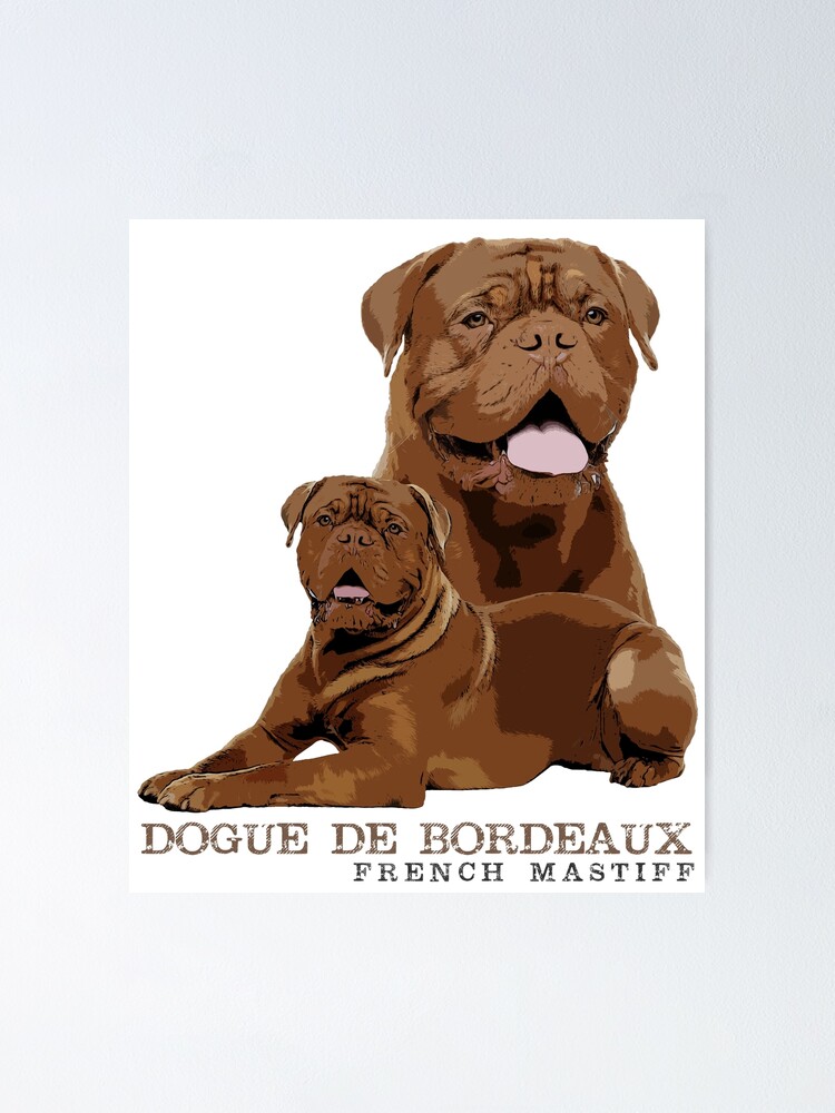 dogue de bordeaux pictures