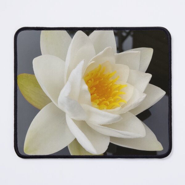 Item preview, White waterlily photograph designed and sold by esvb.