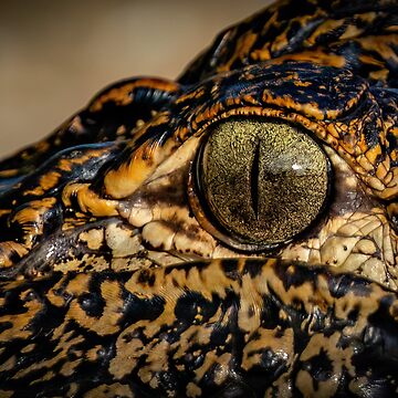 Artwork thumbnail, An eye of an American alligator by Shannon Emmel